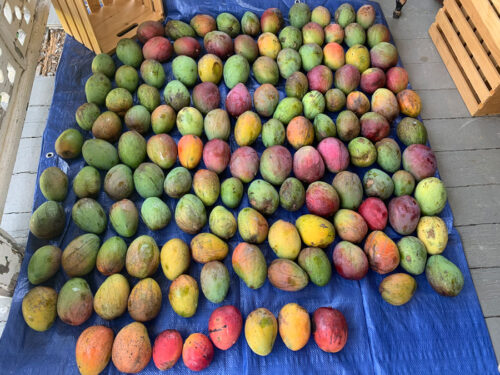 Florida Mangoes